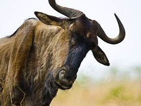 密宗为何称之为“密”