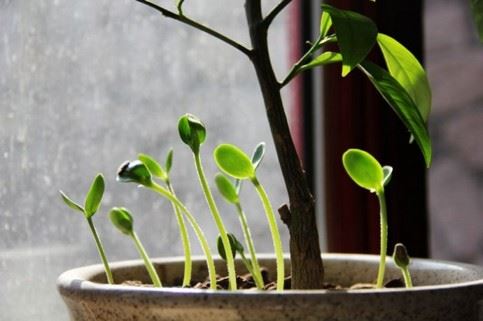 佛经中说的“狮子虫”是一种什么动物真相很恐怖