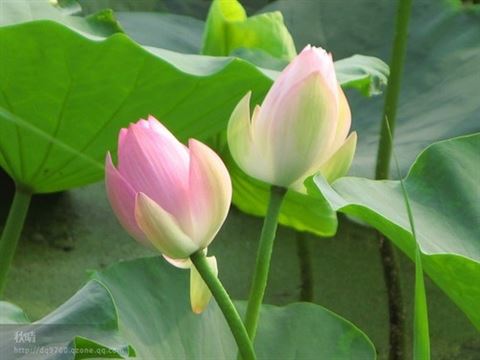 净土法门：拜佛有很深的道理