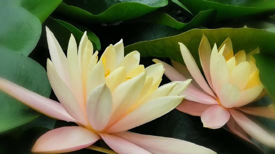 今生的妻子，儿女，红颜，情人。前世到底和你是什么关系？