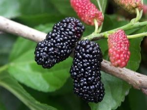 地藏菩萨的前世今生地藏菩萨救人