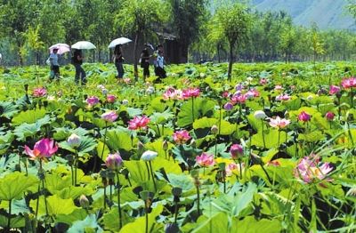 请以这样的姿态学佛