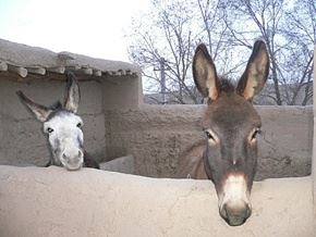 大悲咒的全文念诵注音、注释、念诵仪轨及念诵功德