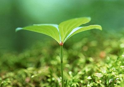 佛教文殊菩萨的故事