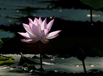 生活在现在的环境里边，我们如何明明白白地活着？