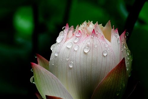 酒肉穿肠过,佛祖心中留，到底修行到哪种境界才可以喝酒吃肉