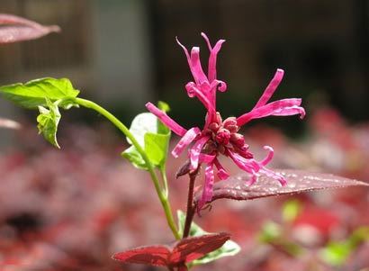 人不成熟的五个特征，极准