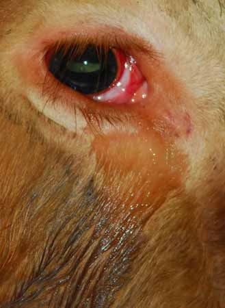 佛教该如何进行改革？