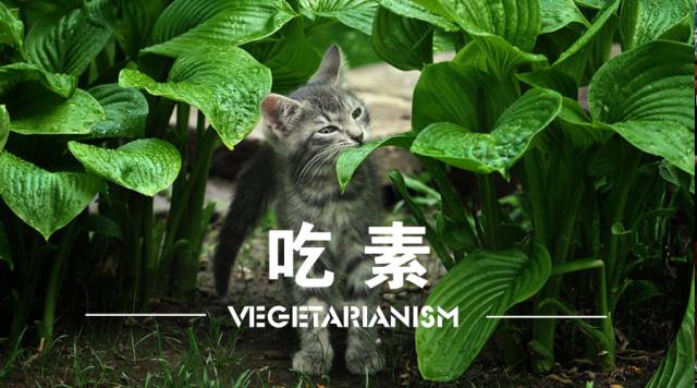 成都这家格调满分的素食馆逼格突破天际，食肉的你敢来吗？ 