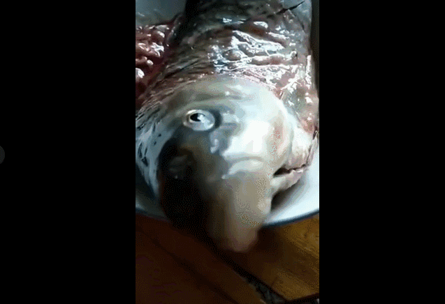 震惊！鱼被煮前，听到佛号，竟然开口“说话”！1分钟视频，刷爆朋友圈……