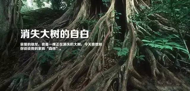 大自然在说话 | 难以忽视的真相 消逝中的森林……