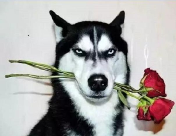 19年收官之作|十二月十五日志愿者招募