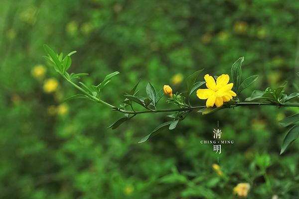 清明，问候远方的亲人