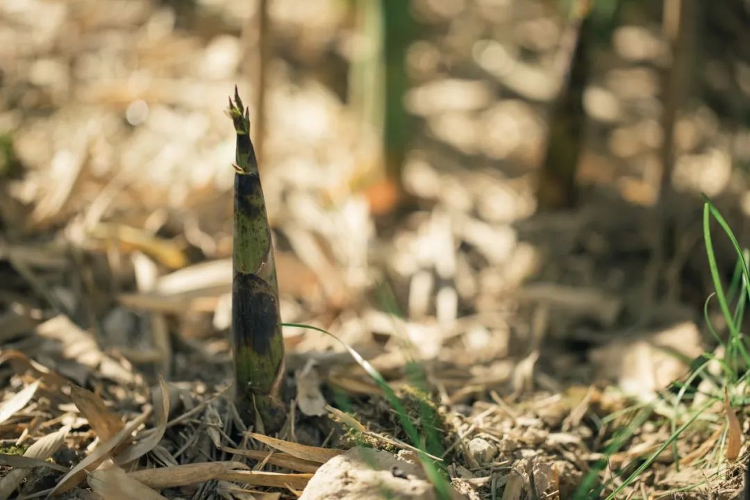 食谱 | “素食第一品”春笋，千万不要错过这等美味！