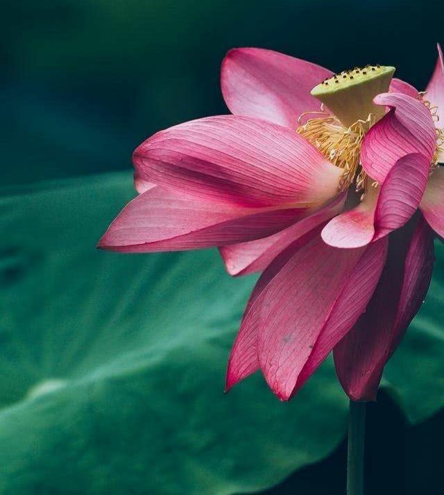 念佛人如此，即生高登九品，彻证一真