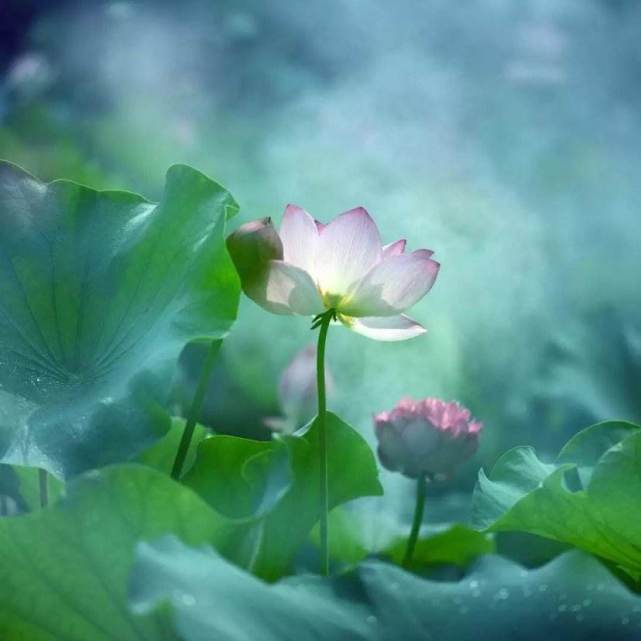 阿弥陀佛，大慈大悲，千言万语不能表达对佛的感恩之情