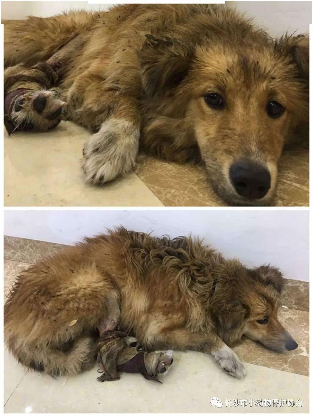 愿你流浪半生，余生有枝可依-2020领养反馈（一）