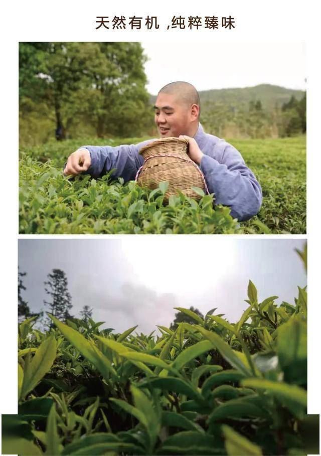 古刹留青，茶承禅意，南拳祖庭功夫禅茶——观心
