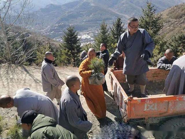 五台山黛螺顶僧众义务植树4000余株