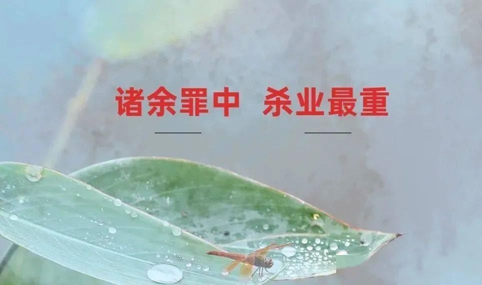 诸余罪中，杀业最重|如何不杀生驱除蚊虫？