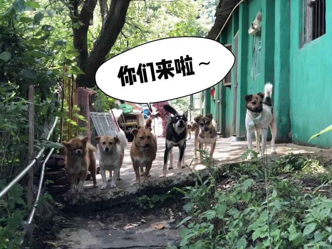 撒娇卖萌的小可爱们​让志愿者的心都融化了~|5月30日义工日志