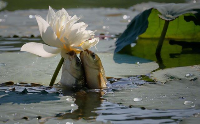吾等一句佛号持念下去，必定愈念愈光明，愈念愈快乐！