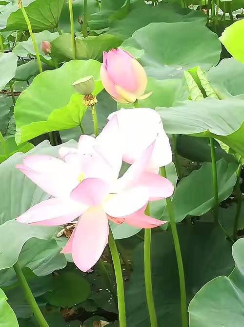 六字佛号一直念下去，越念越欢喜，越念越自在