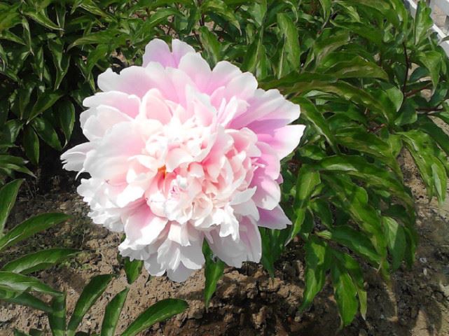 念佛的当下佛就在这里，这样，我们就很喜欢念佛