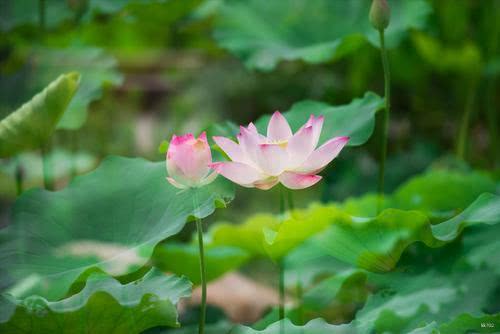 不能哪怕一秒离开阿弥陀佛，全心是佛，全佛是心