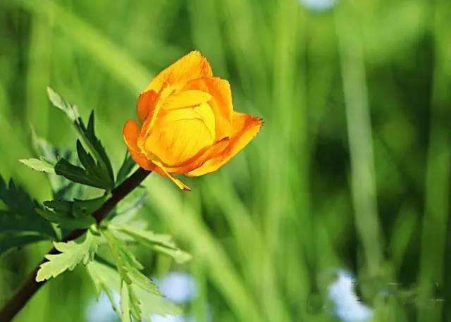 宣化上人：淫欲念头，就是生死的根本