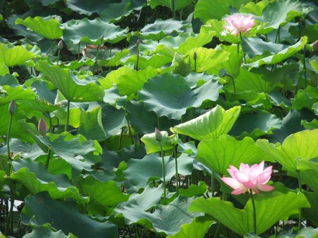 时时称念佛号，在佛号光明的照触下，就离开了大苦恼得到大安乐啊