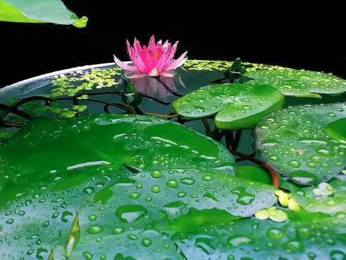 我们是需要有多大的福报才能持念这声佛号啊！