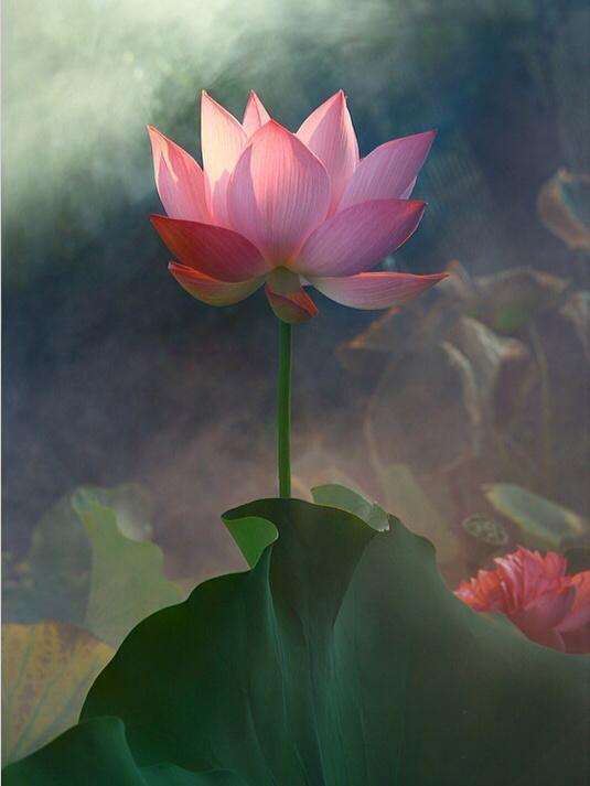 阿弥陀佛对我们的慈悲，悲悯，是深远地超出我们想象的