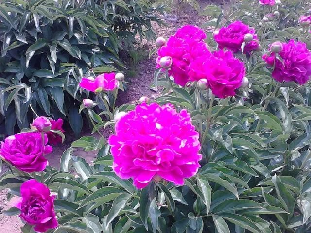 就把自己整个身命交给阿弥陀佛，全心是佛，全佛是心