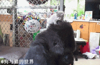 大猩猩可可用手语告诉我们：希望人类停止破坏地球！