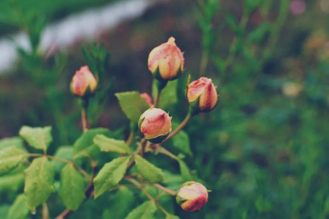 素食妈妈分享育儿经验，还有与非素食家人和睦生活的技巧，值得我们学习！