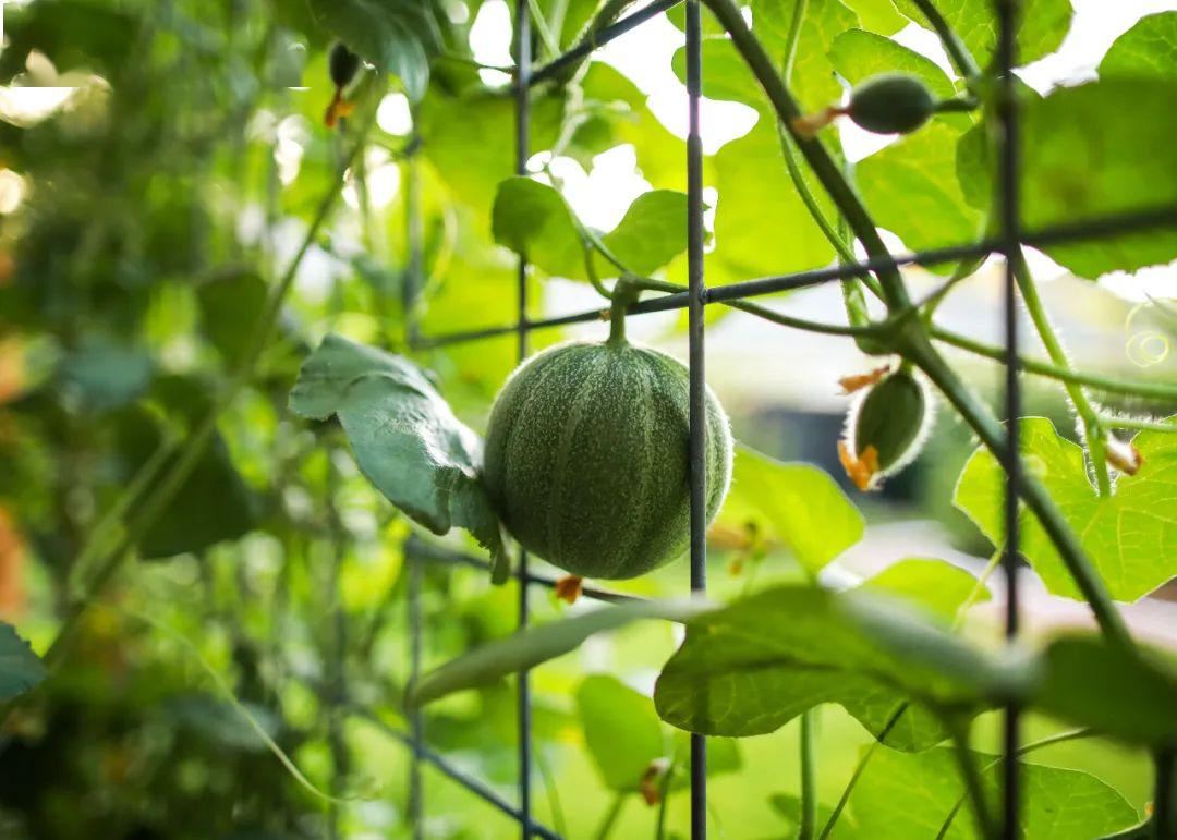舌尖上的素食：一道轻盈的菜送给你