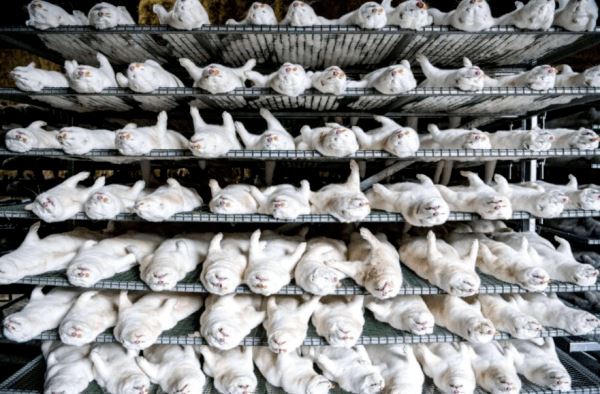 痛心！养殖场发现新冠变异病毒，丹麦宣布屠杀1700万条生命！