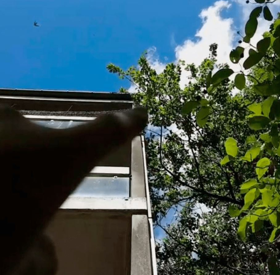 6年前大叔救了一只松鼠，却被它赖了一辈子：感谢你出现，我不会再离开