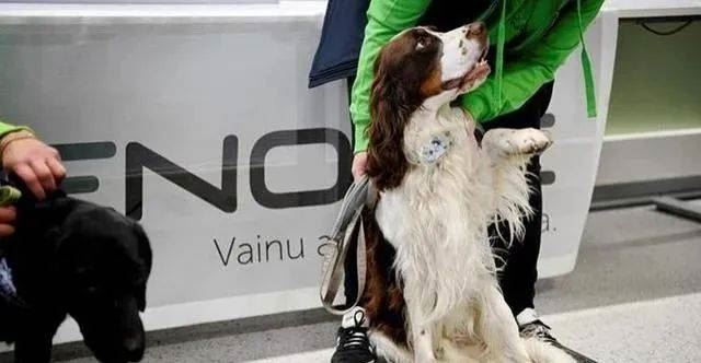 欧洲首国！芬兰机场部署嗅探犬检测新冠病毒，但是网友却怒了......