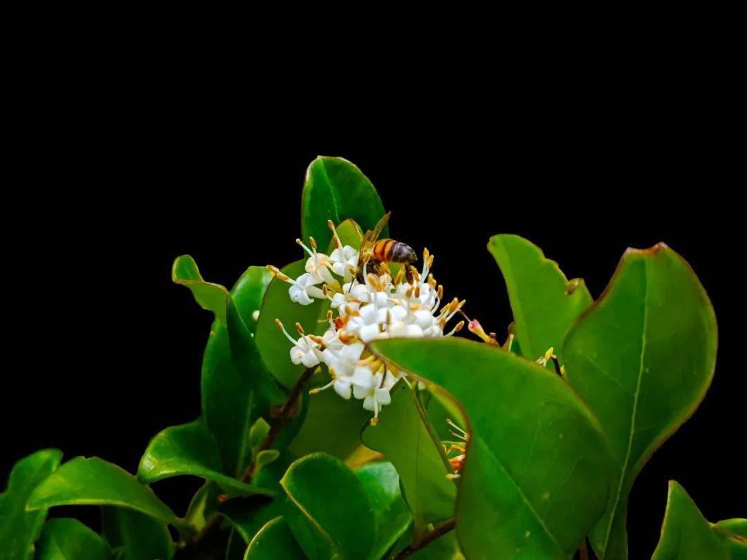 明朝百岁长寿奇人，到死都是童子身，他荤欲不碰，全靠这8字秘诀！