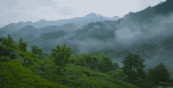 李时珍称它“益寿菇”！你所不知道的“南方人参”—深山野生红菇!