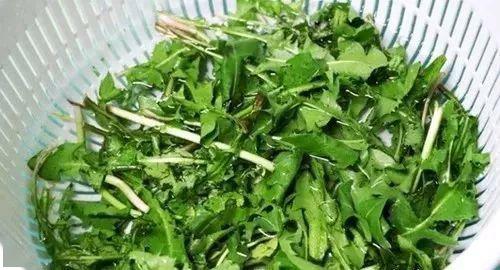 蒲公英浑身是宝“天然青霉素”，这五类人要慎吃！