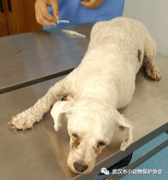 主人，请你不要轻易放弃我...