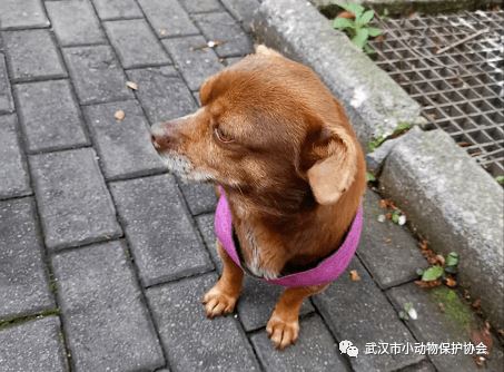 援鄂护士小姐姐：外面那么冷，我带你回家...