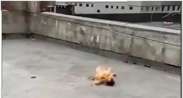 “腾讯110”开通专门举报虐杀动物频道！转发周知，让伤害降到最低！