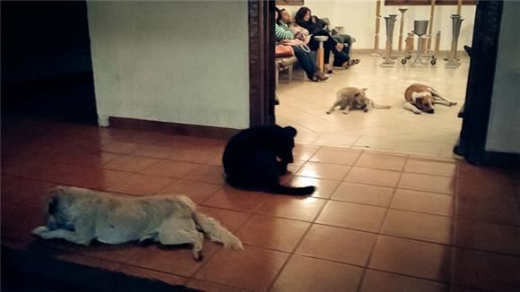 老人葬礼突现大量流浪猫狗，家人看后泪如雨下