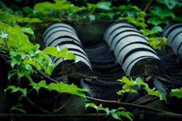 无常迅速，学佛不必等明天，就在当下