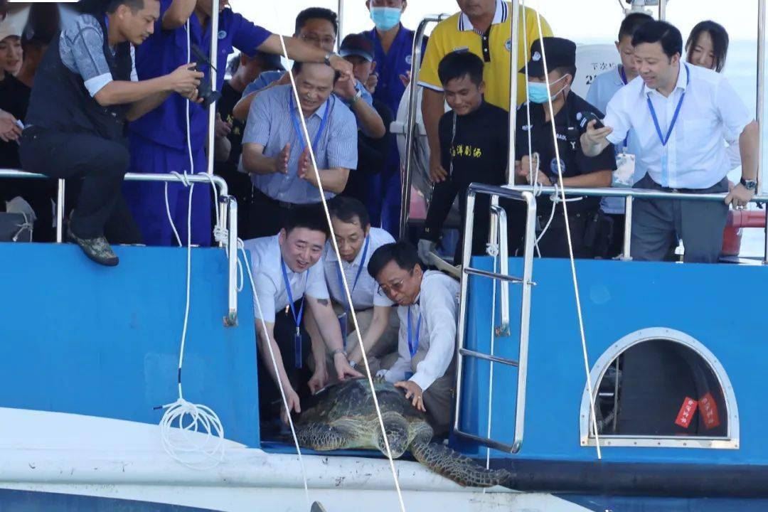 保护海龟,守护海洋我们共同行动
