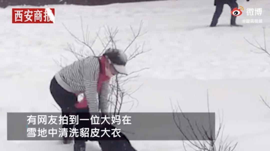 下大雪了，就别遛柯基了吧……不然迟早被笑死！